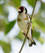 European Goldfinch