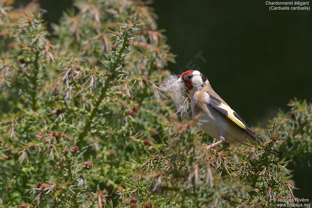 European Goldfinch female adult breeding, identification, Reproduction-nesting