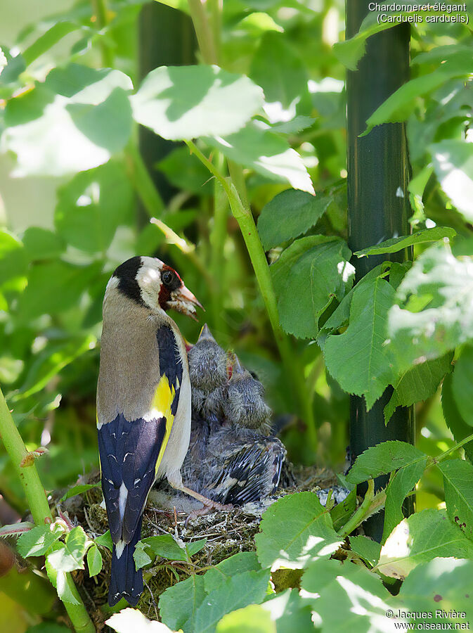 Chardonneret élégantadulte nuptial, identification, Nidification