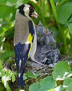 European Goldfinch