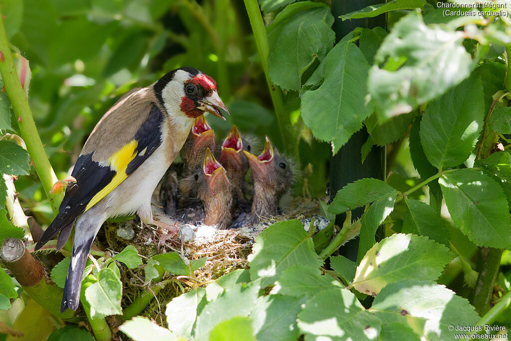 Chardonneret élégantadulte nuptial, identification, Nidification