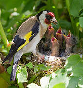 European Goldfinch