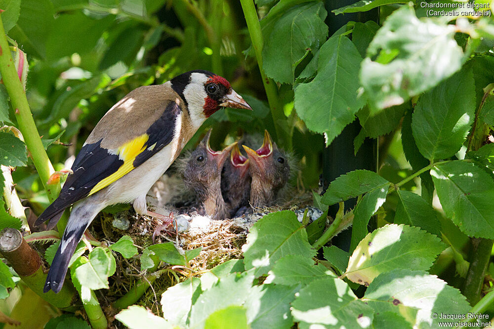 Chardonneret élégantadulte nuptial, identification, Nidification