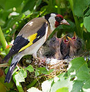 European Goldfinch