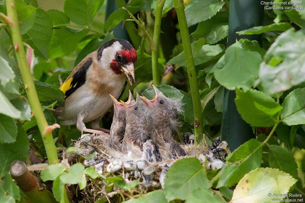 Chardonneret élégantadulte nuptial, identification, Nidification