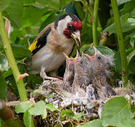 European Goldfinch