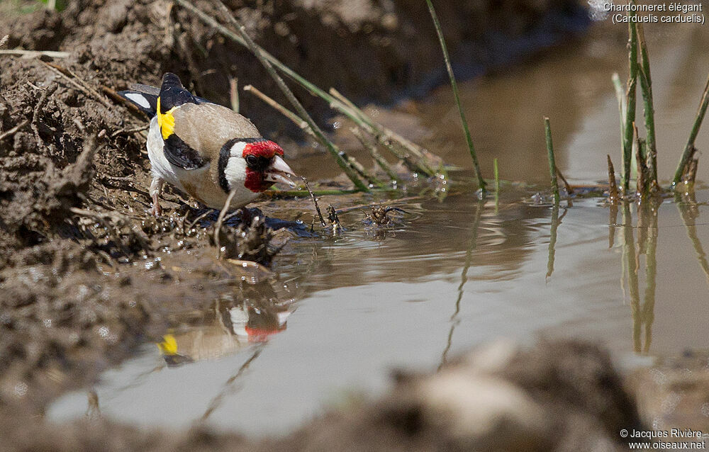 Chardonneret élégantadulte nuptial, identification, boit