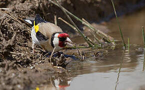 European Goldfinch