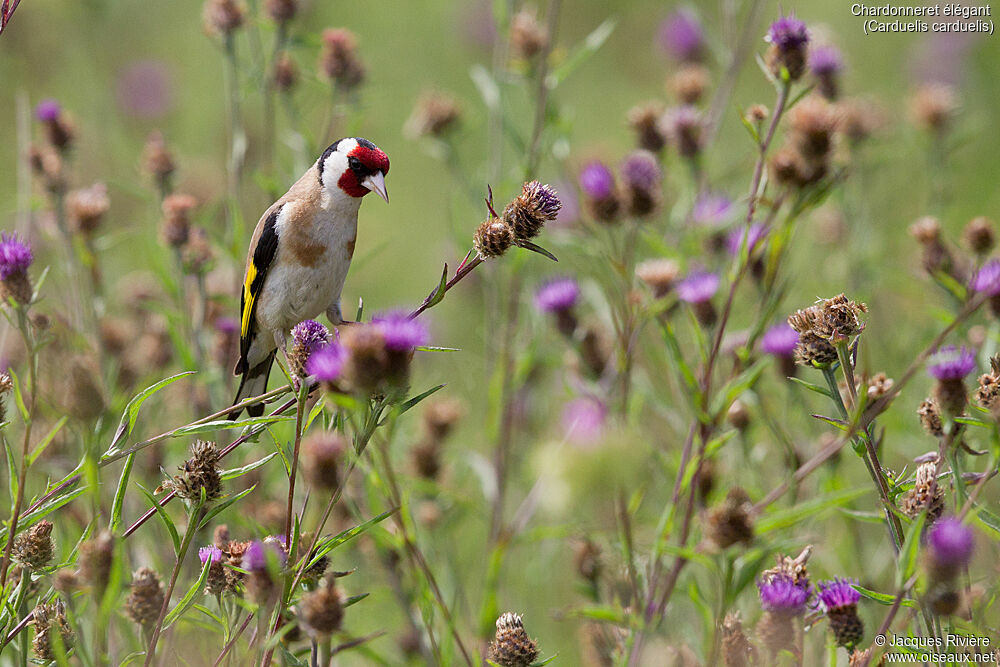 Chardonneret élégantadulte nuptial, identification, mange