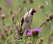 European Goldfinch