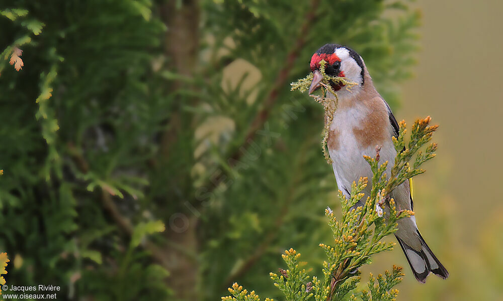 European Goldfinch female adult breeding, Reproduction-nesting