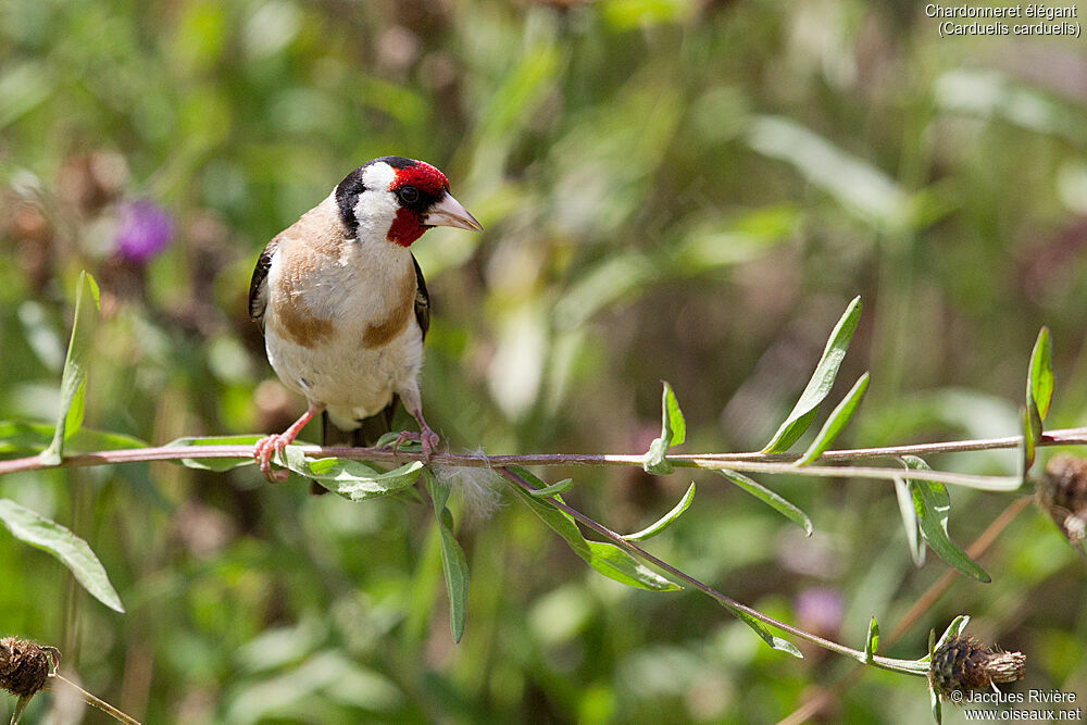 Chardonneret élégantadulte nuptial, identification, mange