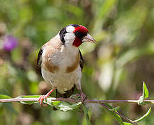 European Goldfinch