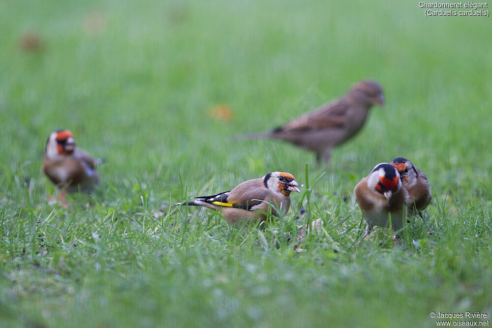 European Goldfinchadult post breeding