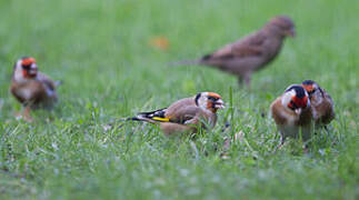 European Goldfinch