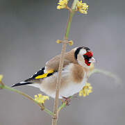 European Goldfinch