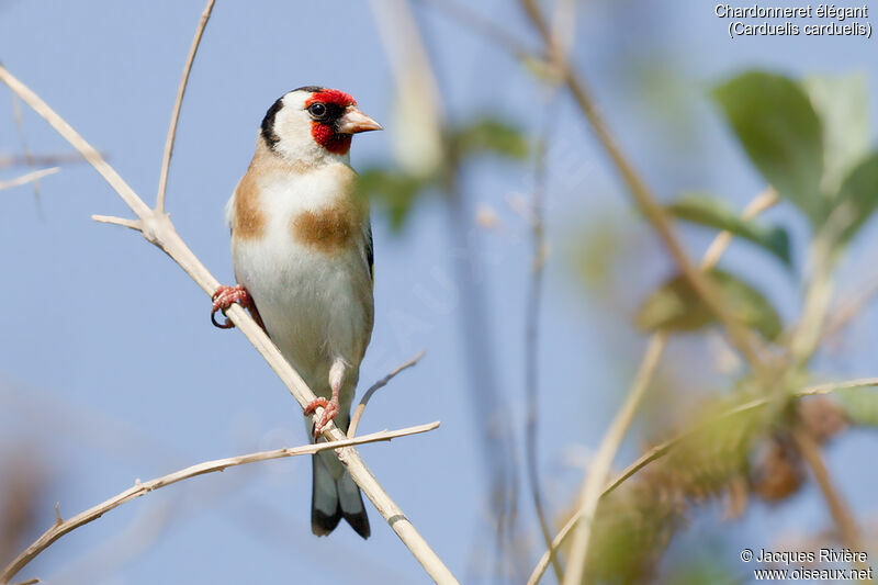 European Goldfinch female adult breeding, identification