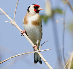 Chardonneret élégant