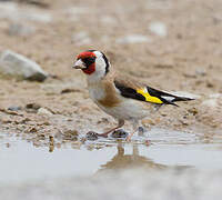 European Goldfinch