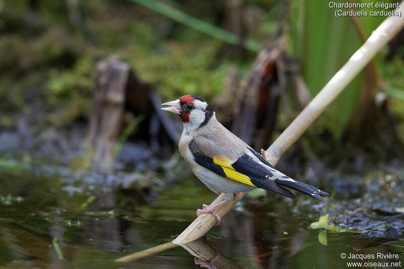 European Goldfinch female adult breeding, identification, drinks