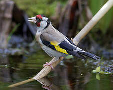 European Goldfinch