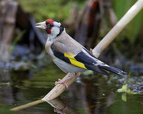 Chardonneret élégant