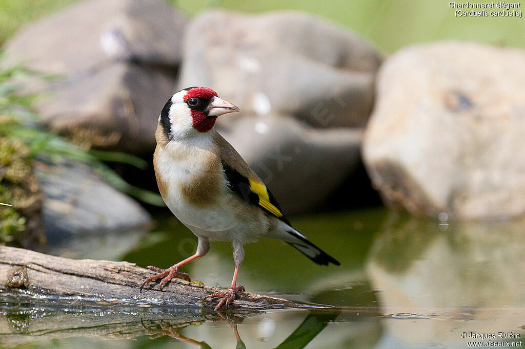 European Goldfinchadult breeding, identification, drinks