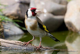 European Goldfinch