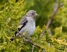 European Goldfinch