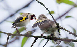 European Goldfinch