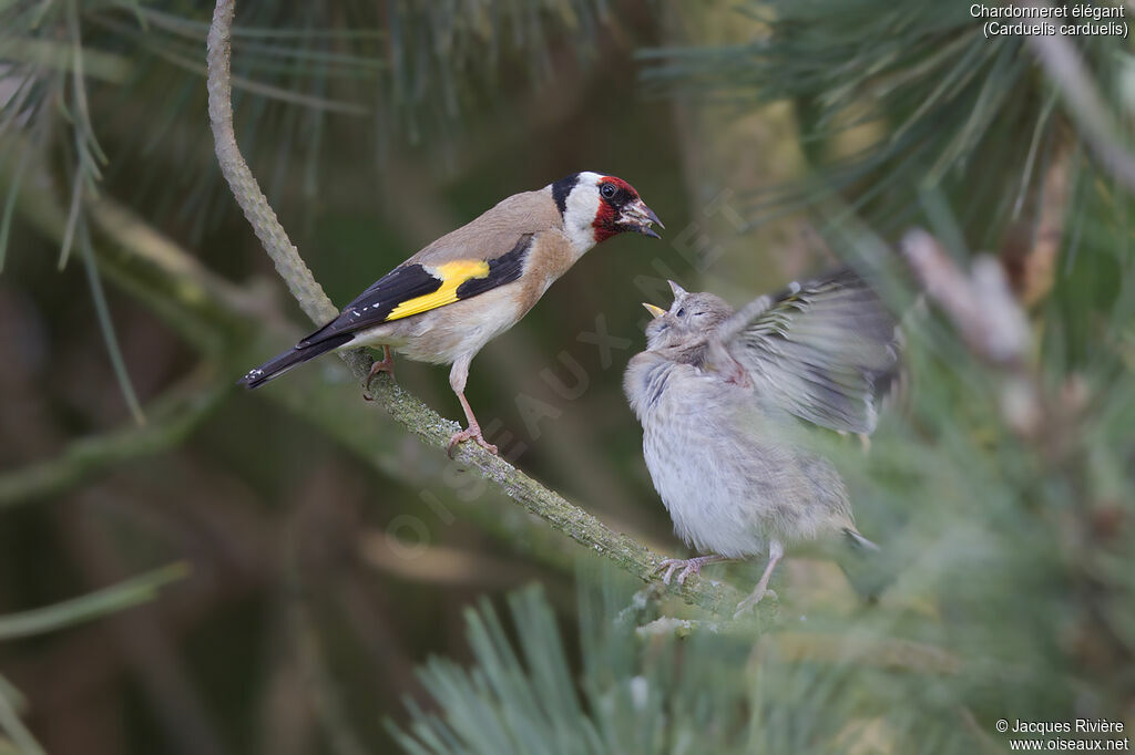 Chardonneret élégantadulte nuptial, identification, mange, Nidification