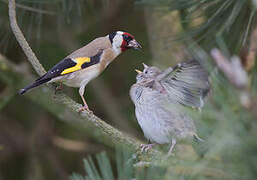 European Goldfinch