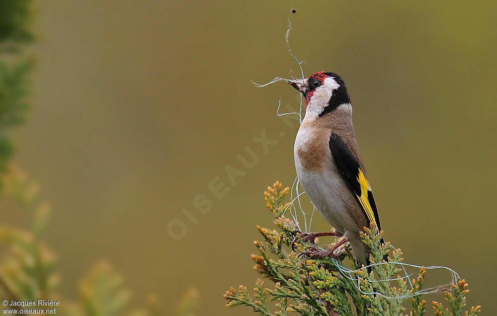 European Goldfinch female adult breeding, Reproduction-nesting