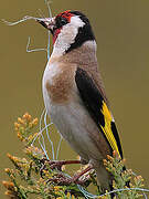 European Goldfinch