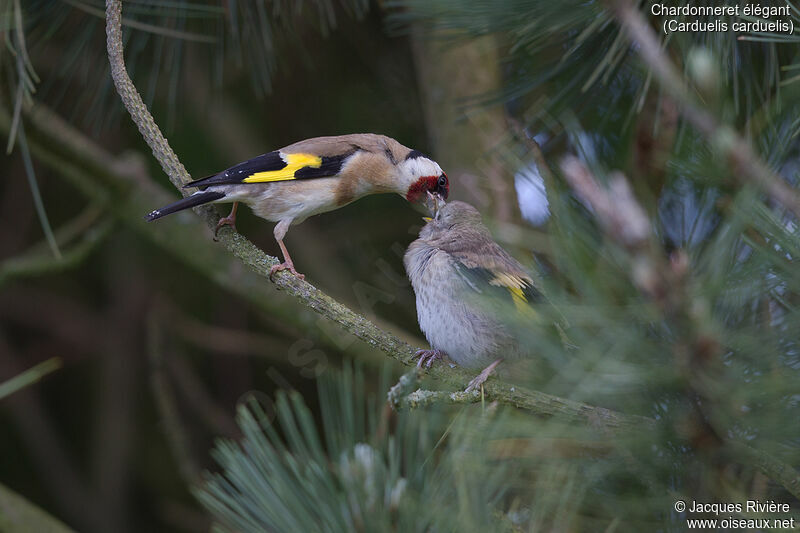 European Goldfinchadult breeding, identification, eats, Reproduction-nesting