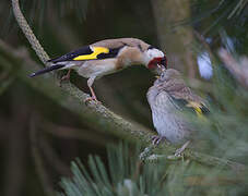 European Goldfinch