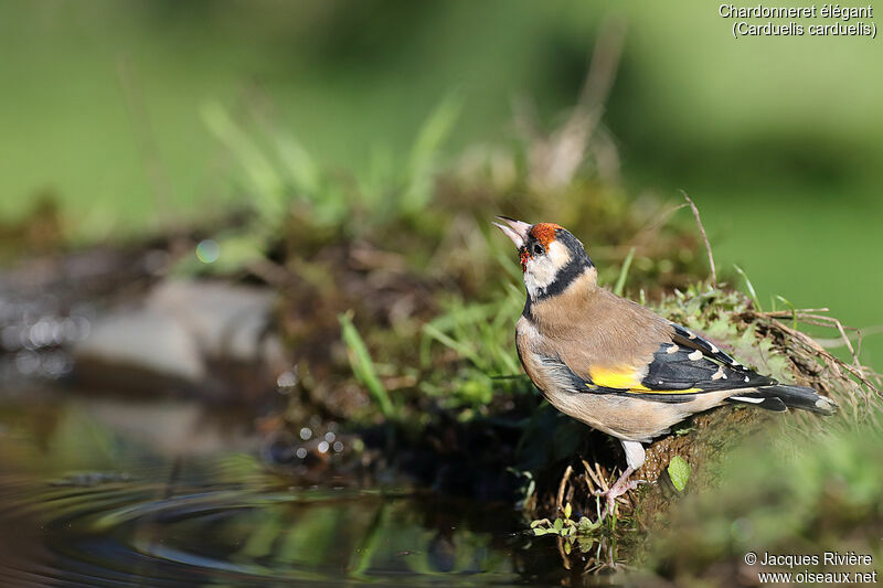 European Goldfinch female adult, identification, drinks