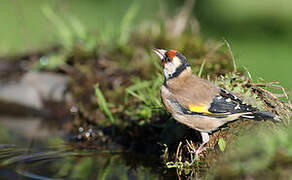 European Goldfinch