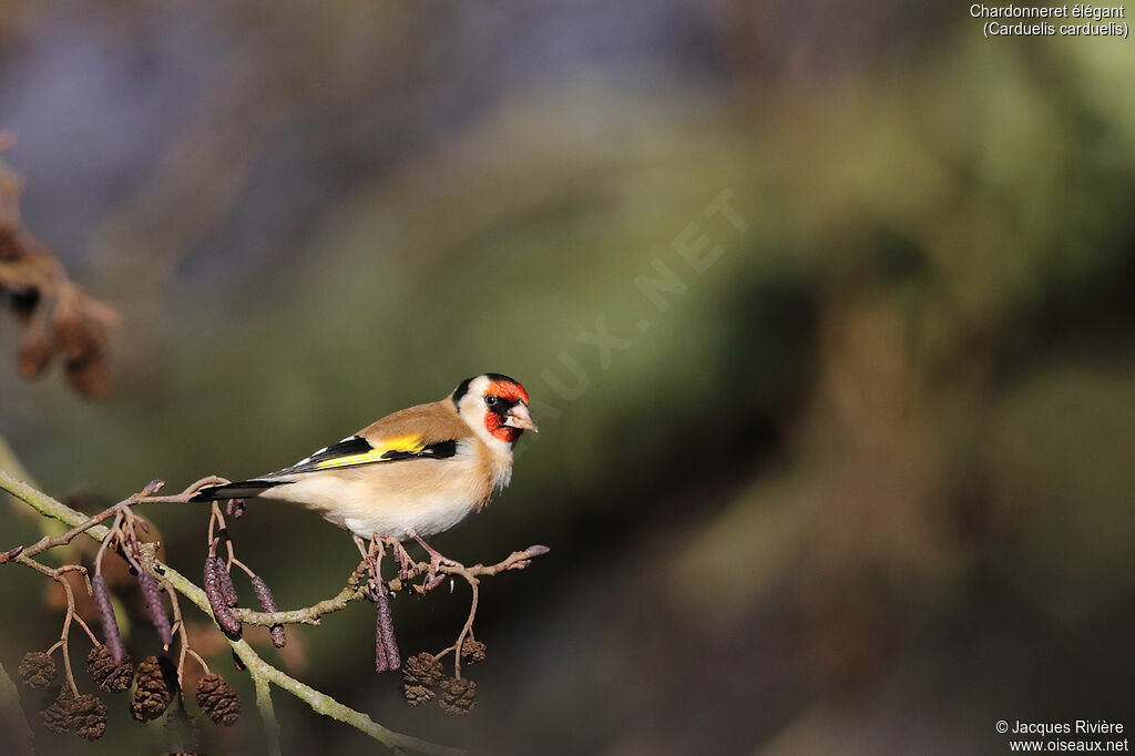 European Goldfinchadult, identification