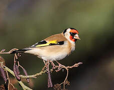 European Goldfinch