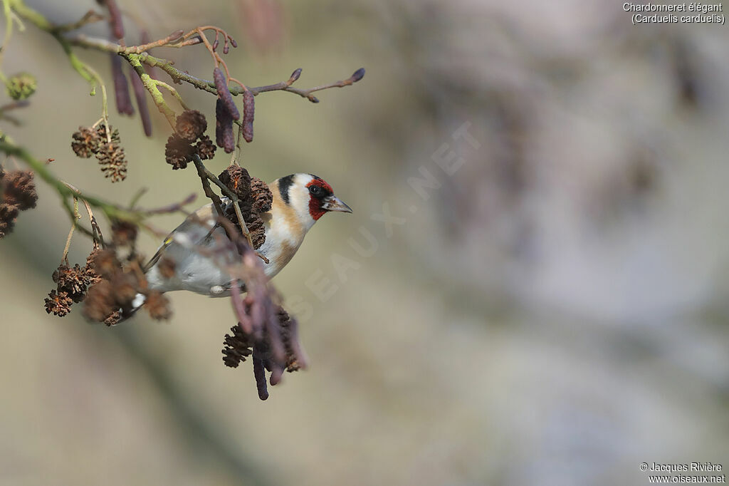 Chardonneret élégantadulte, identification, mange