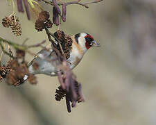 European Goldfinch