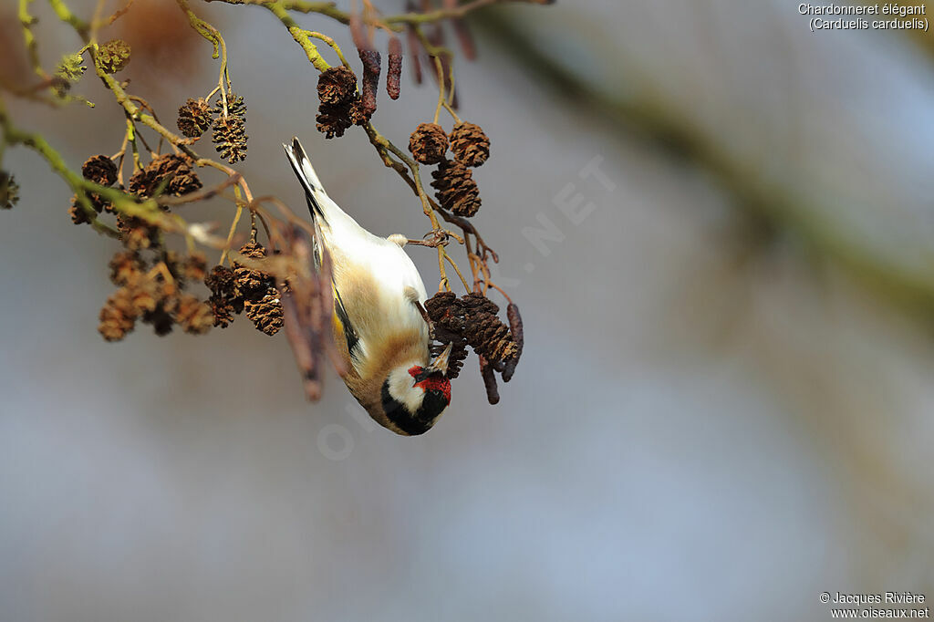 European Goldfinchadult breeding, identification, eats