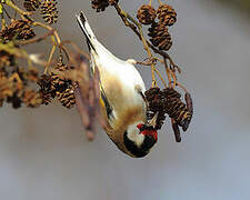 European Goldfinch