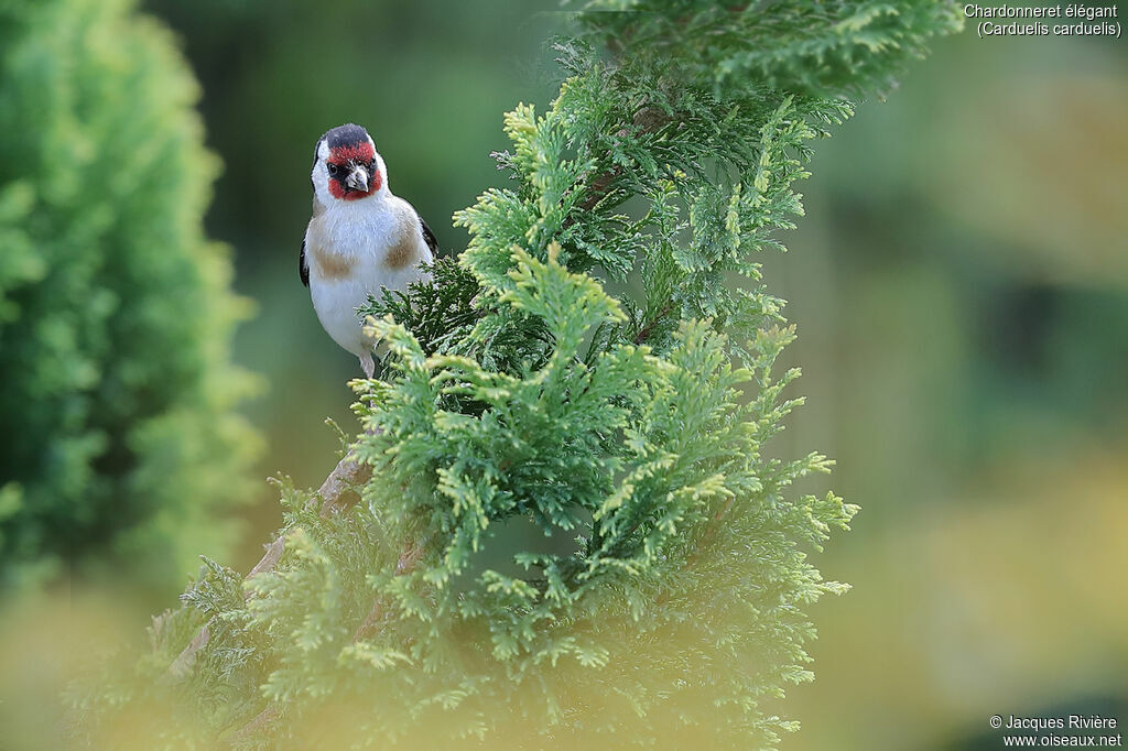 European Goldfinch male adult, identification