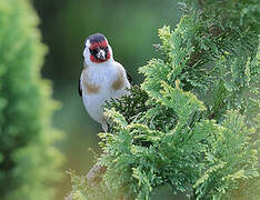 European Goldfinch