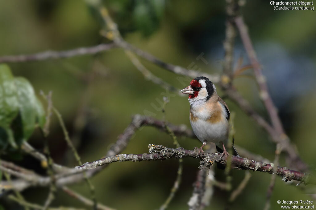 Chardonneret élégant mâle adulte nuptial, identification, chant