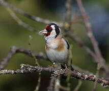 European Goldfinch