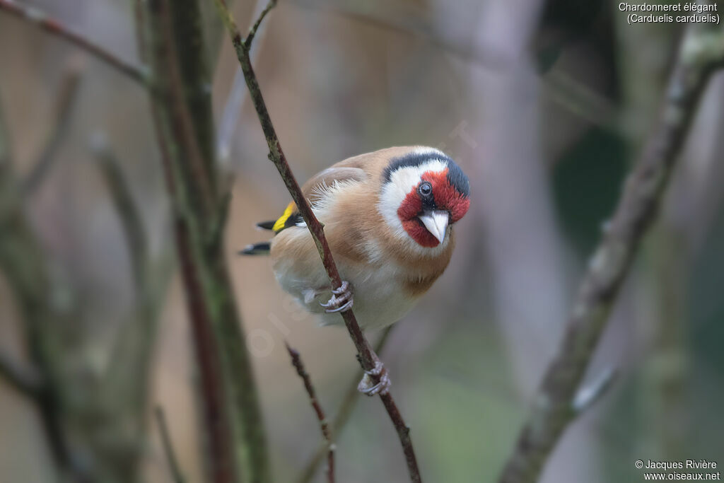 Chardonneret élégant