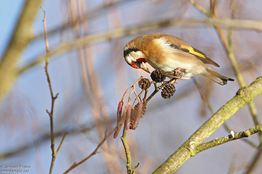 Chardonneret élégant mâle adulte internuptial